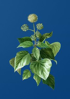 Common Ivy on Classic Blue