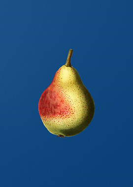 Pear on Classic Blue
