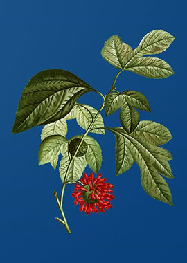 Paper Mulberry Flower