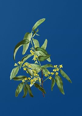 Russian Olive on Blue