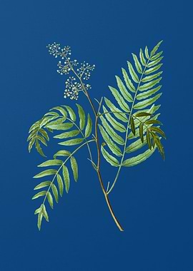 Peruvian Pepper on Blue