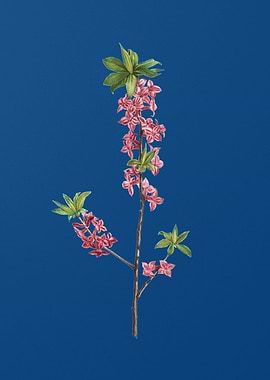 February Daphne Flowers