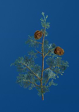 Mediterranean Cypress