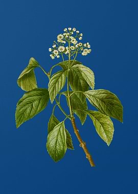Climbing Hydrangea on Blue