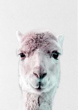 purple pink baby camel