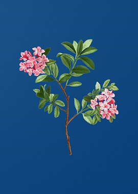 Hairy Alpenrose Flower