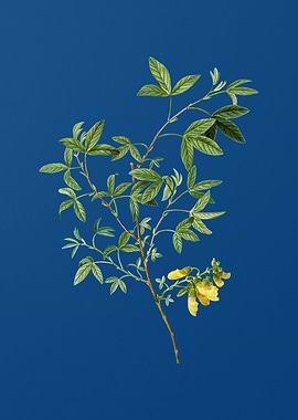 Stinking Bean Trefoil