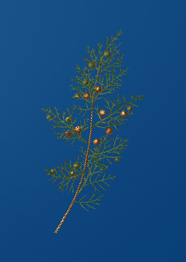 Phoenicean Juniper on Blue