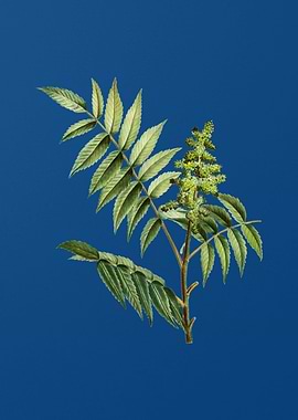 Staghorn Sumac on Blue