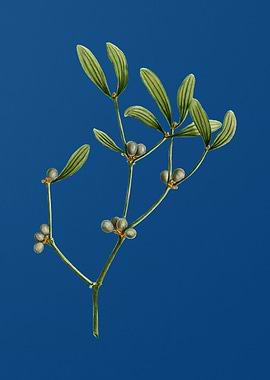Viscum Album Branch