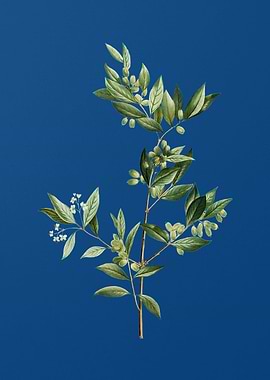 Fontanesia Phillyreoides