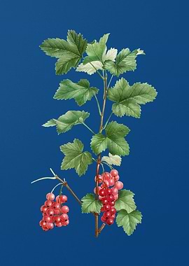 Redcurrant Plant on Blue