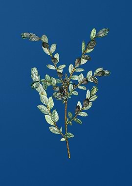 Creeping Willow on Blue