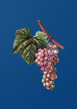 Grape Vine on Classic Blue