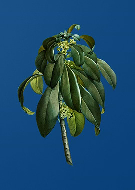 Spurge Laurel Weeds