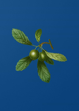 Crabapple on Classic Blue
