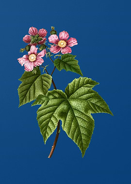 Purple Flowered Raspberry