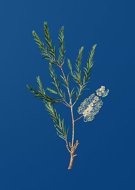 Swamp Paperbark Branch