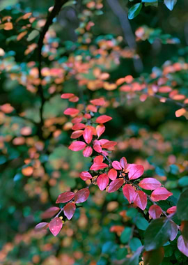 Cotoneaster Swiss forest
