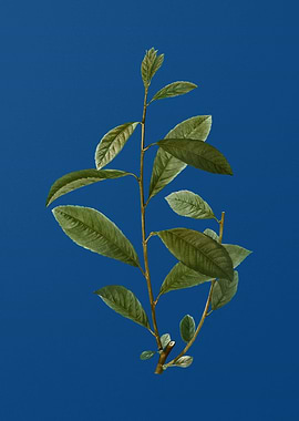 Grey Willow on Blue