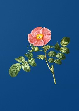 Japanese Rose Flower