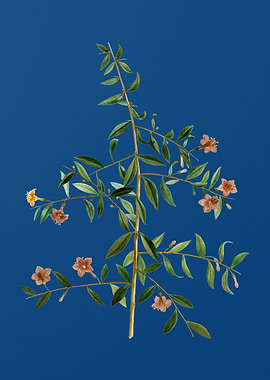 Goji Berry Branch on Blue