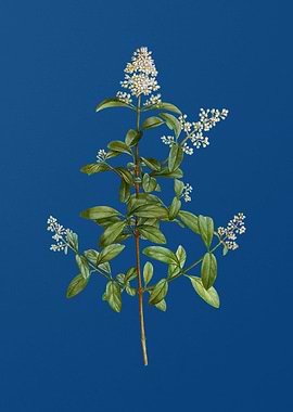 Wild Privet Flower on Blue