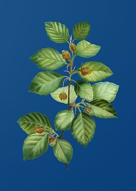 European Beech on Blue