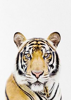 Indian tiger