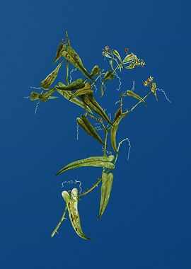 Rough Bindweed on Blue