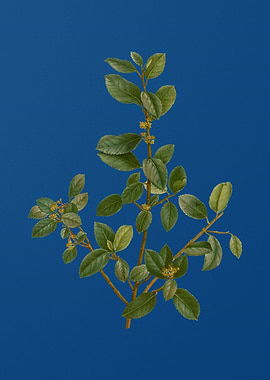 Italian Buckthorn on Blue