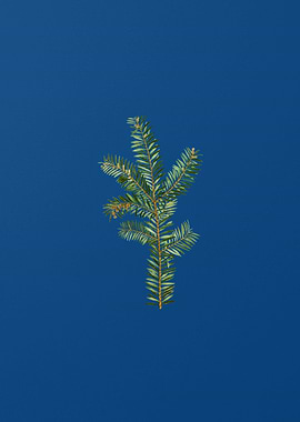 English Yew Branch on Blue