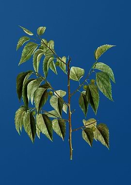Common Hackberry on Blue