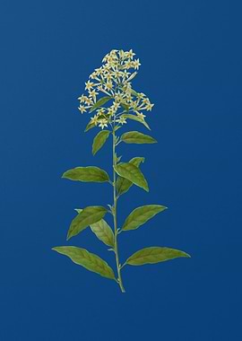 Green Cestrum on Blue