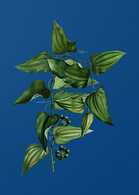 Common Smilax on Blue