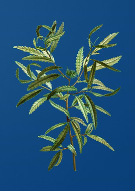Sweetfern on Classic Blue
