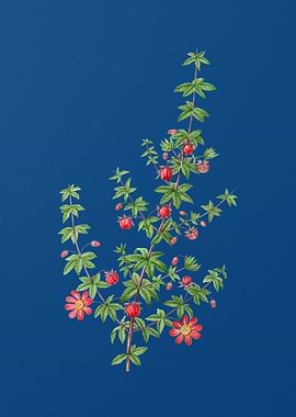 Madder Leaved Bauera