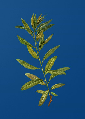 Rhodora on Classic Blue