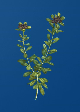 Daphne Sericea Flowers