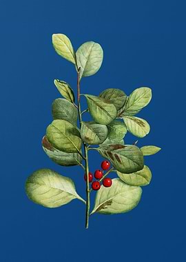 Lingonberry Evergreen