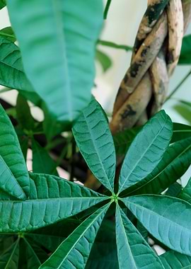 Swiss forest Cotoneaster