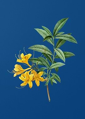 Yellow Azalea Flower