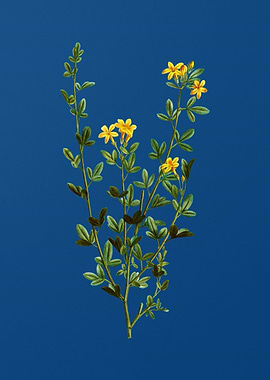 Yellow Jasmine Flowers