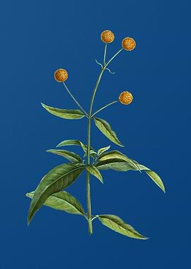 Orange Ball Tree on Blue