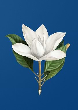 White Southern Magnolia