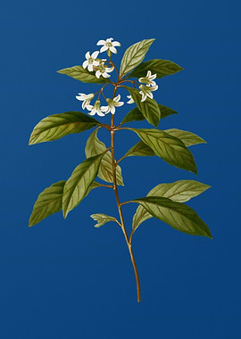 Sweet Pittosporum Branch