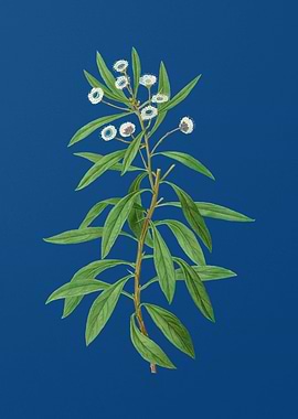 Globe Daisy Shrub on Blue