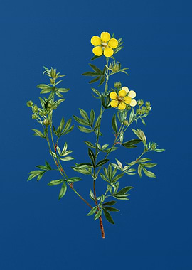 Yellow Buttercup Flowers