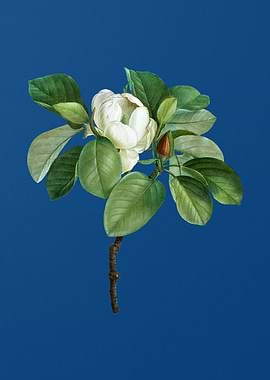 Magnolia Elegans Flower