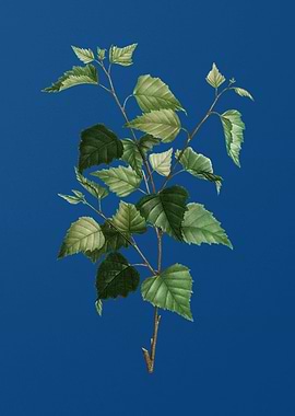 Silver Birch on Blue